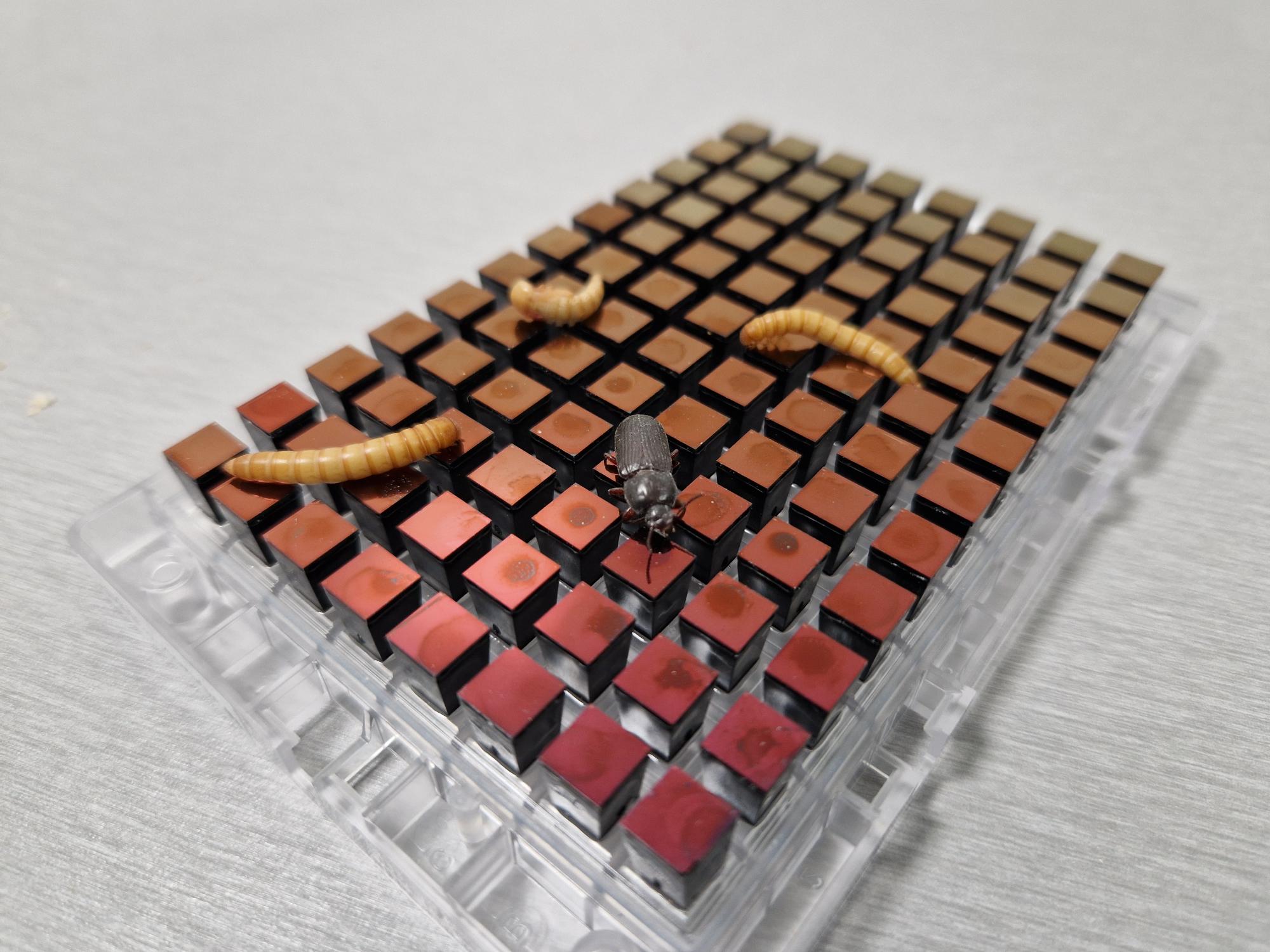 Ynsect.jpg