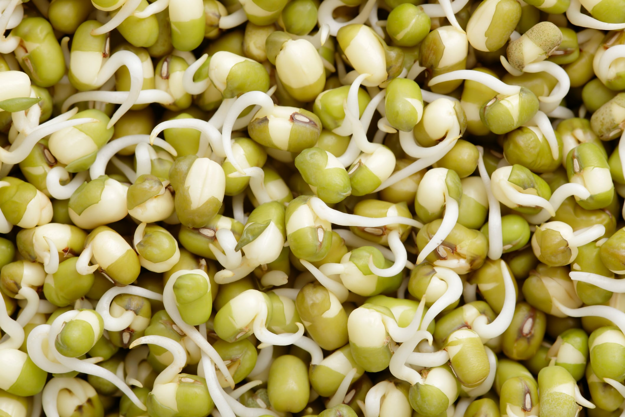 Green mung beans sprouted.