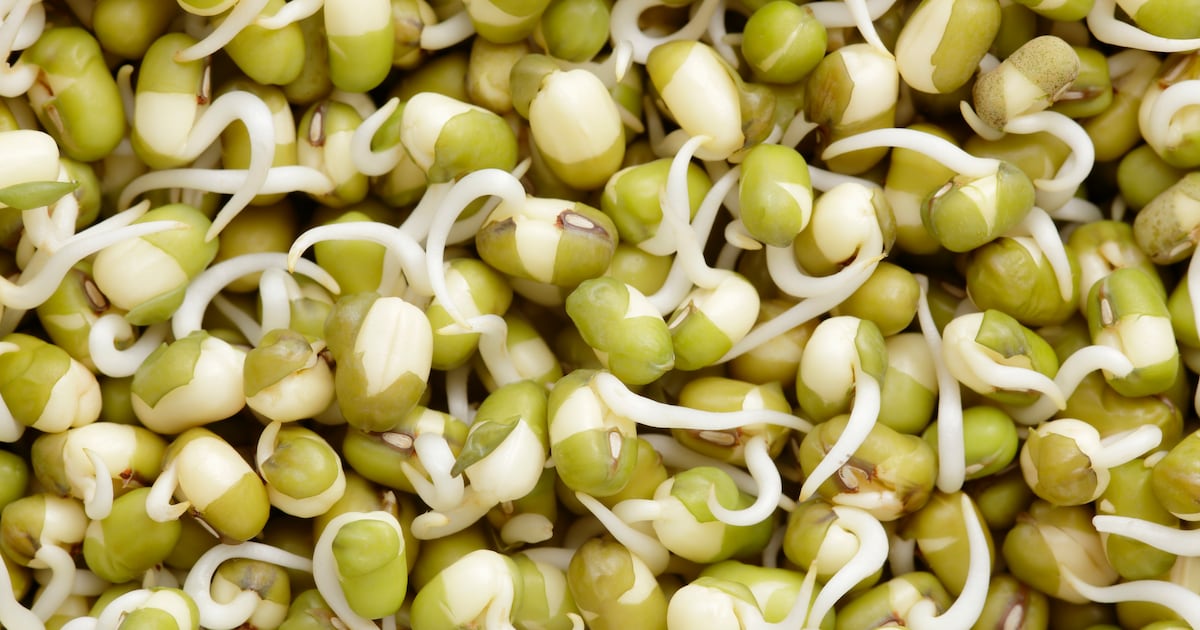 Ubiquity targets global collaborations for food innovations based on rapid germination tech Ubiquity targets global collaborations for food innovations based on rapid germination tech