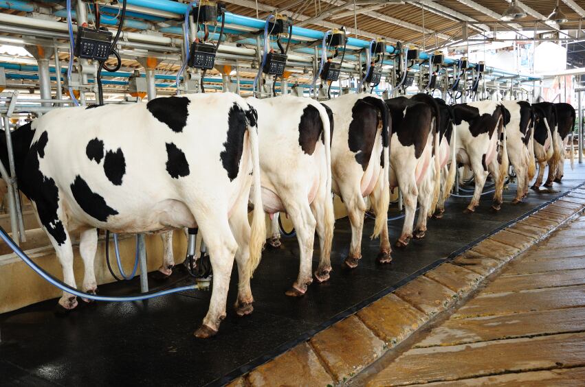 Dairy-Cow-iStock_000019322566_Small.jpg
