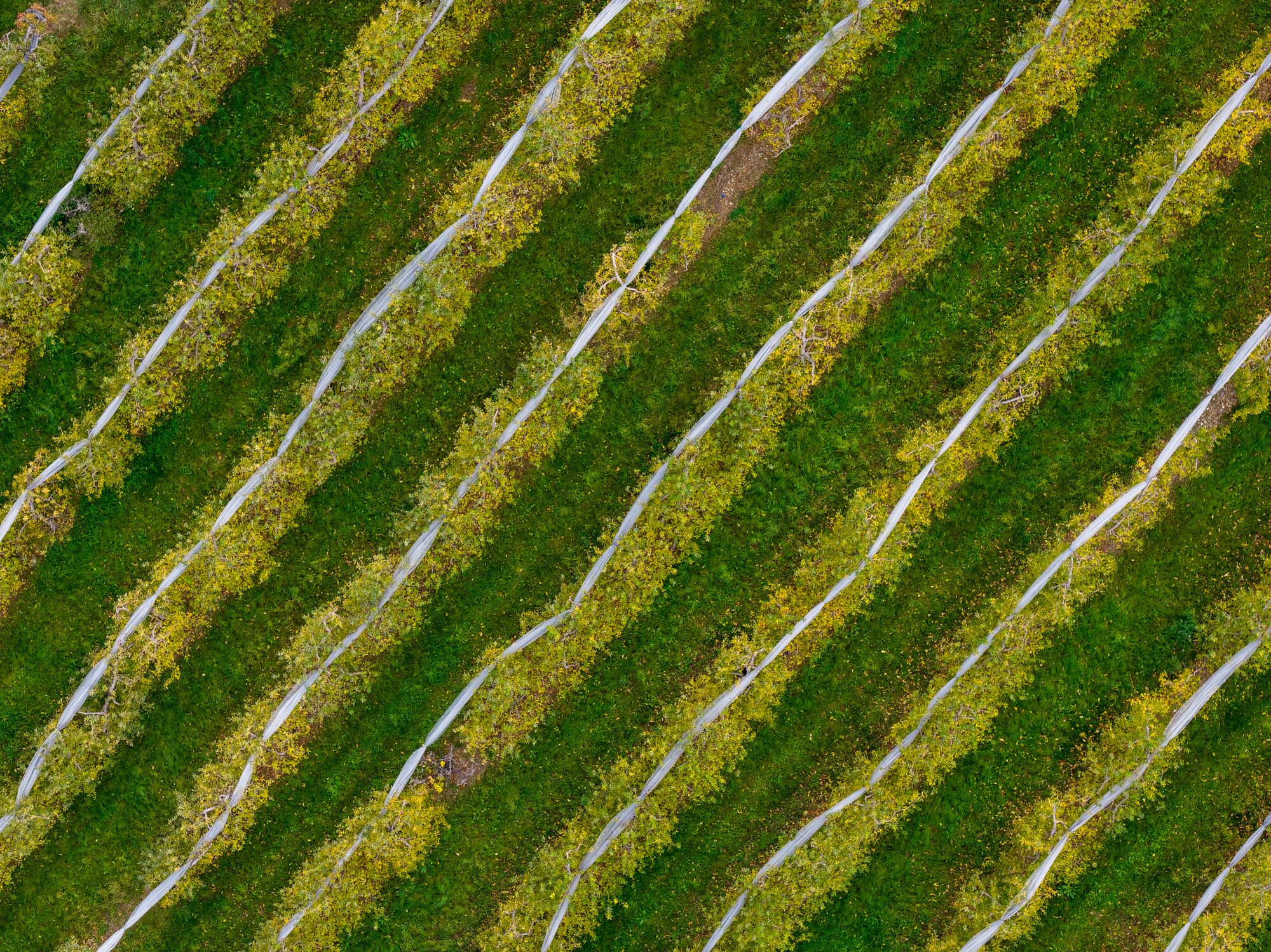 In the Loire Valley, orchards sit at the frontline of France’s shift toward low‑input, climate‑smart fruit production.