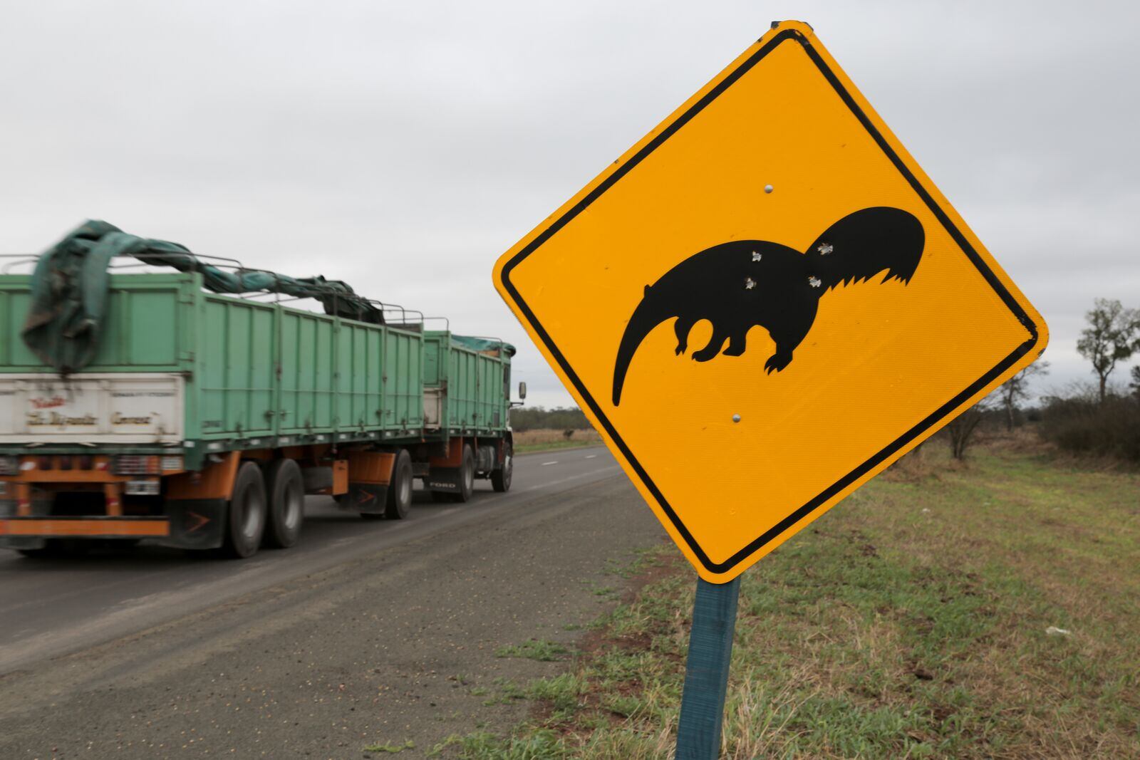 anteater-road.jpg
