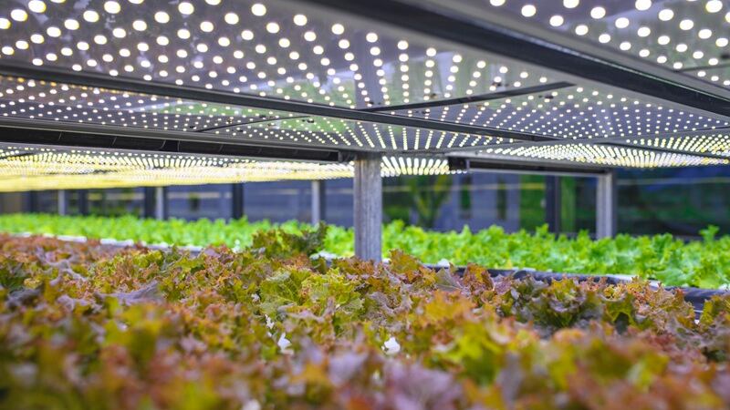 Virginia is attracting big indoor ag players, including Plenty, Pluck'd and more.