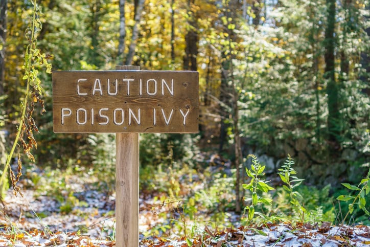 AI-powered app to detect poison ivy