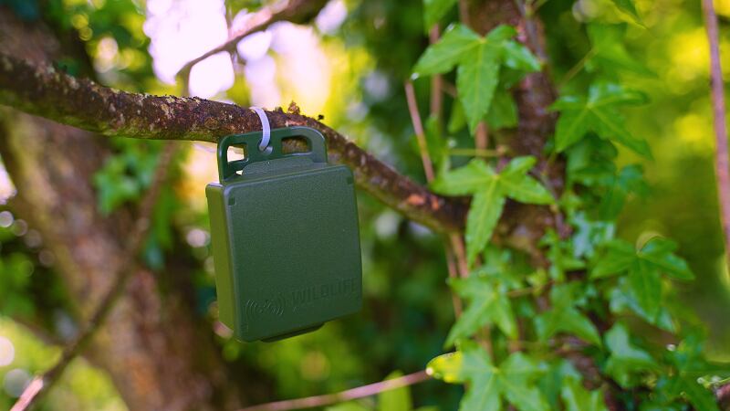AI tech boosts biodiversity across drink giant’s blackcurrant farms