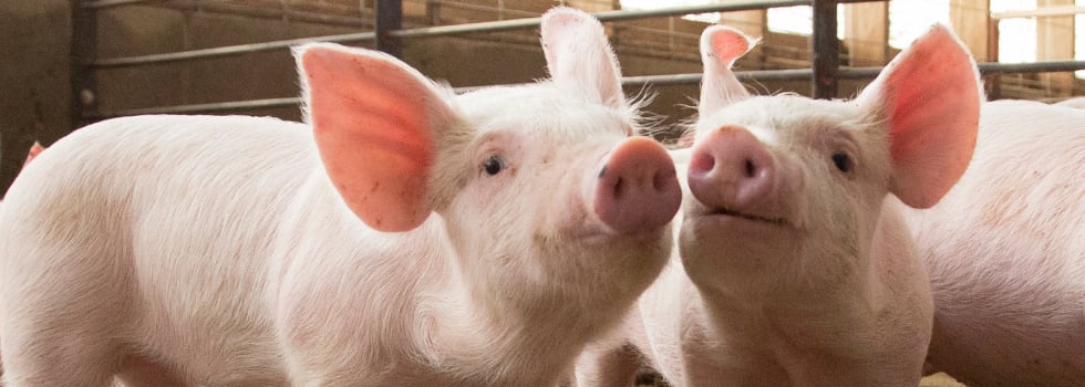 How-to-raise-healthy-piglets-without-zinc-oxide.png