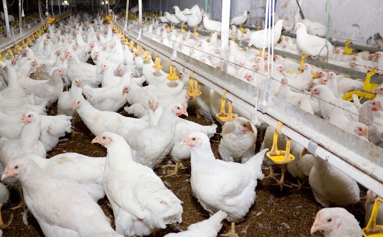 Do yeast products work as alternatives to in-feed antibiotics?