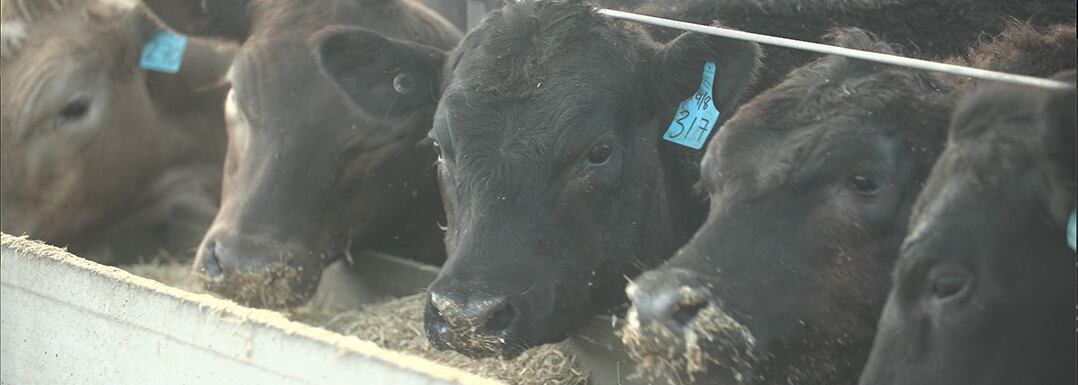 Feed-based-methane-reduction-solutions-for-livestock-farming.png