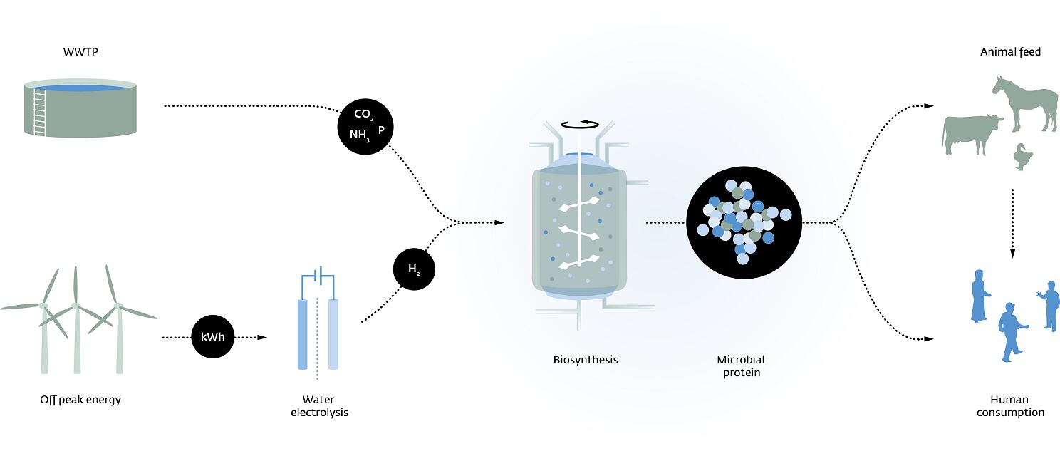 A3_infographic_Power_to_Protein.png