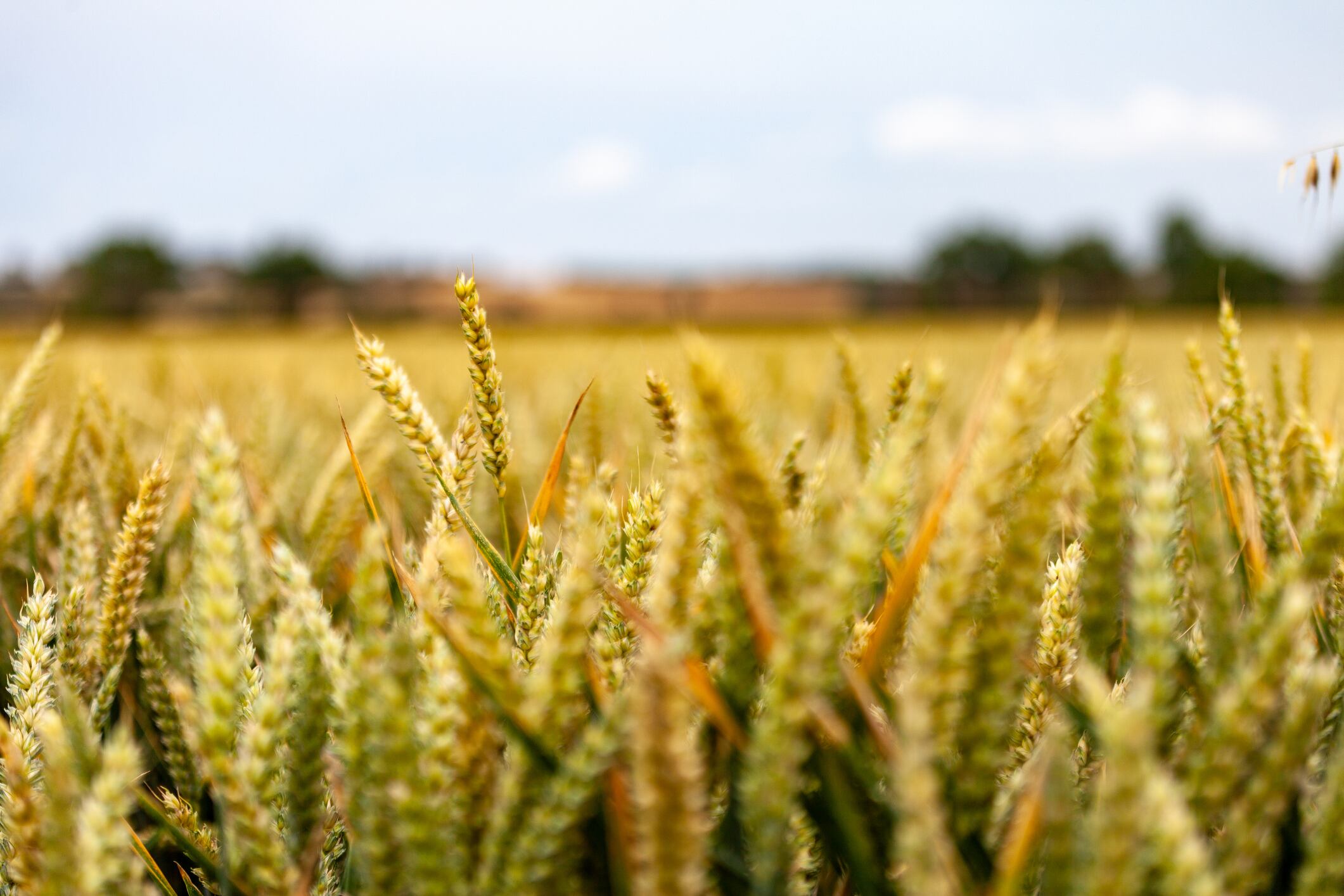 BetterSeeds appoints CRISPR pioneer to address ‘critical bottleneck’ in crop gene editing