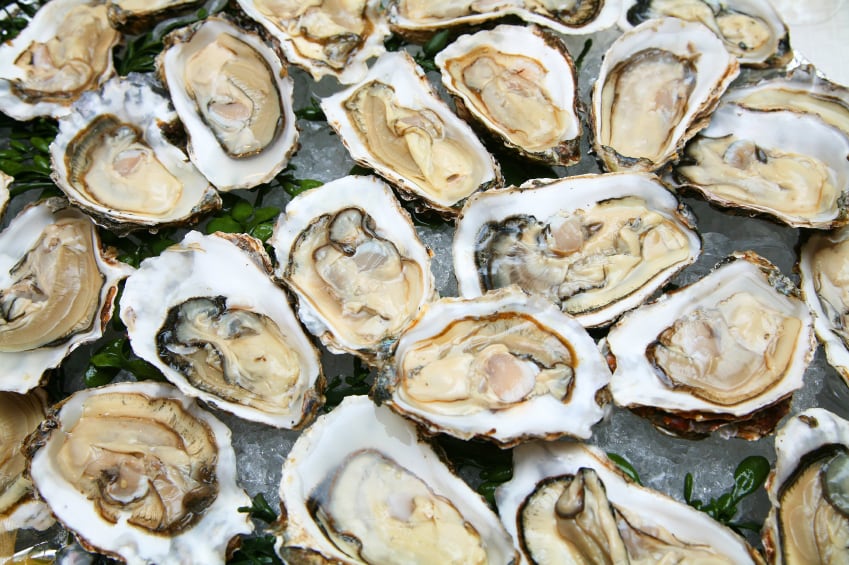 Molluscs under pressure: Future of oyster farming rests on ‘targeted’ research into interacting stressors