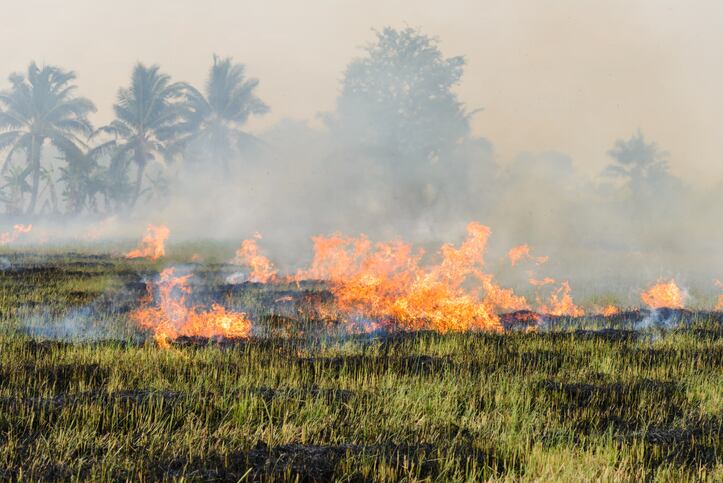 UK-scientists-to-tackle-challenges-of-converting-rice-straw-into-biofuels.jpg