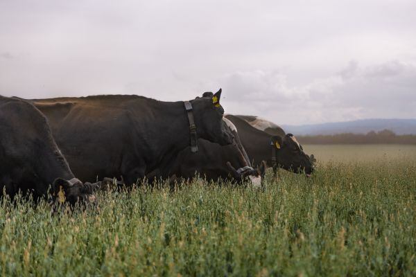 Halter’s solar‑powered smart collar guides cattle using audio cues and gentle vibrations, replacing traditional fencing and labour‑intensive herding.”