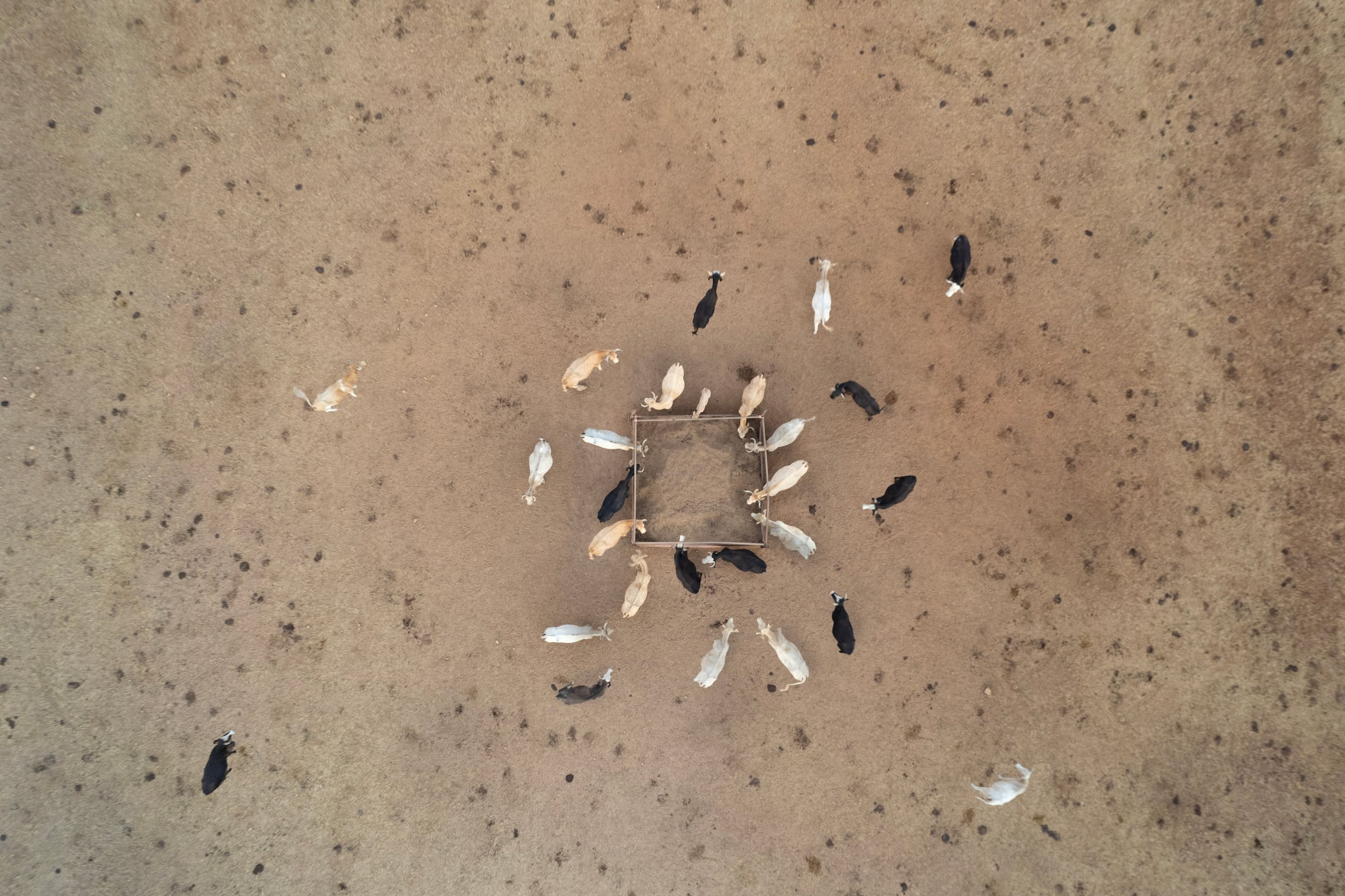 AI meets plant breeding: Heritable Agriculture and KWS target feed trait breakthroughs