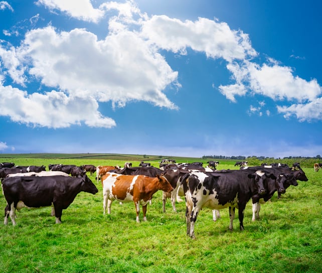 Methane emission reduction strategies: Exploring innovations and global initiatives