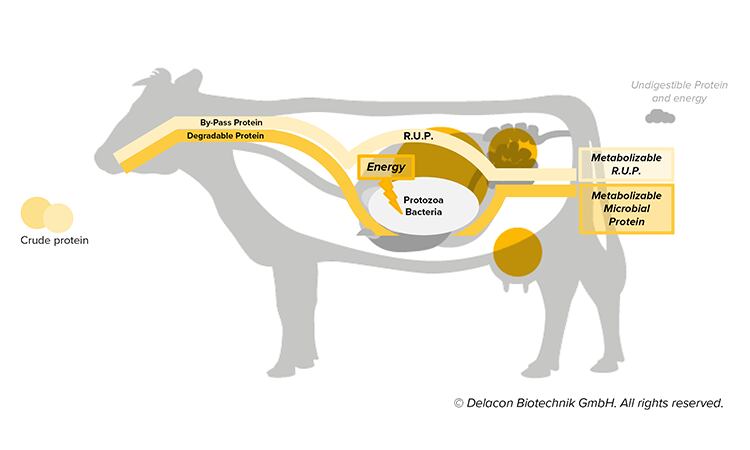 2-_-Protein-metabolism-in-dairy-cows.png