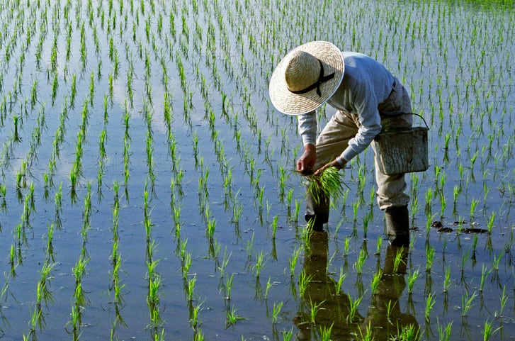 Urgent need to decarbonise Asia’s agri-food value chain amid region’s status as major GHG contributor: New report