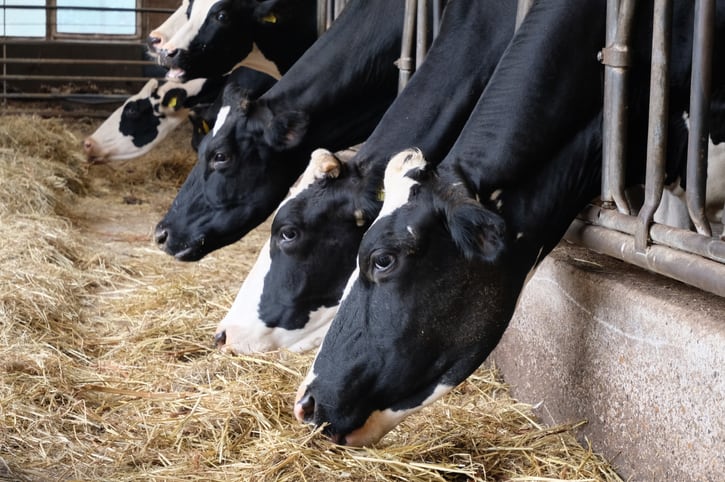 DSM to run pilot project with methane reducing feed additive at 200 FrieslandCampina dairy farms