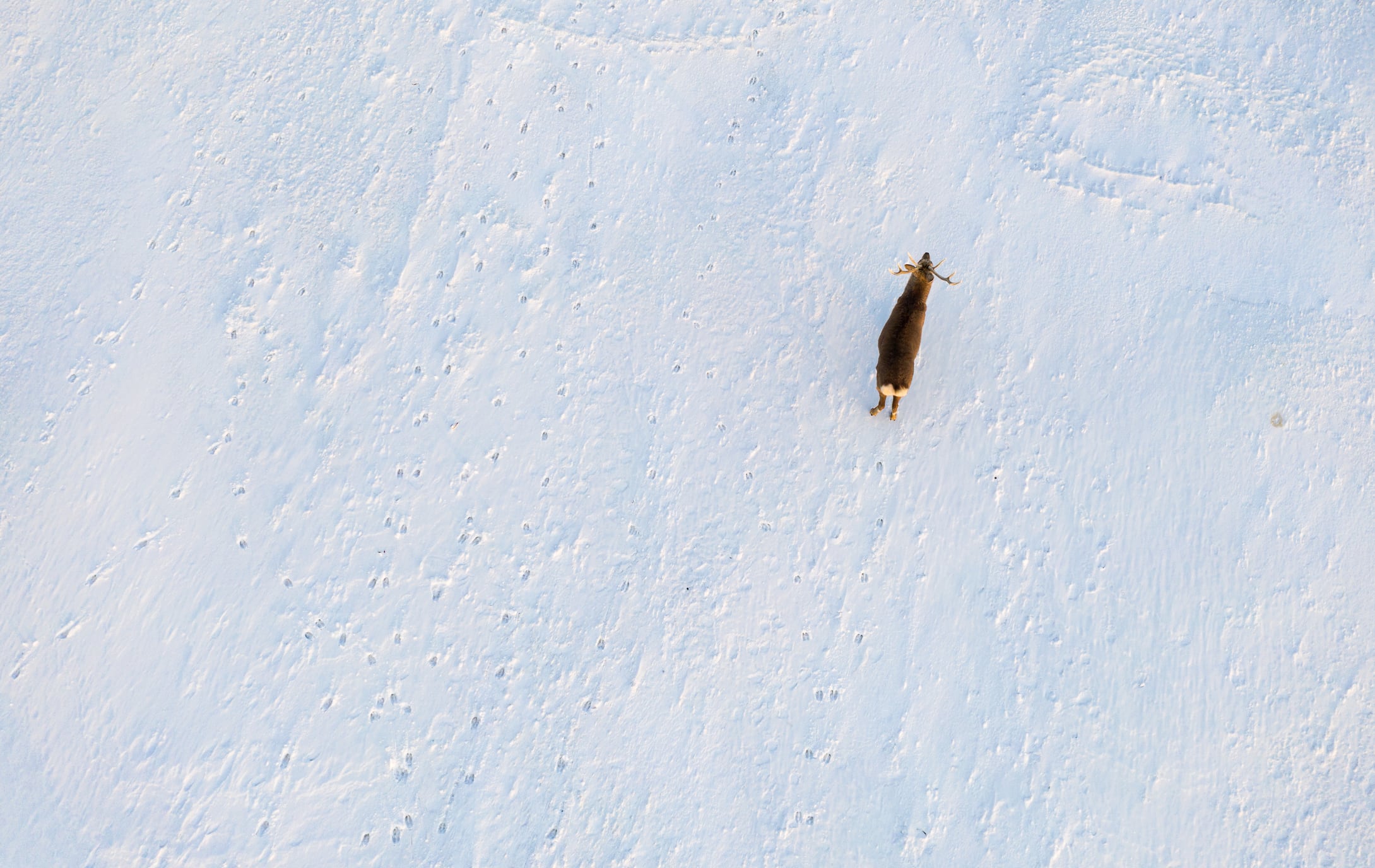 Not just for Christmas: Finnish herders are using LoRaWAN trackers to keep 300,000 reindeer safe and accounted for across 120,000 km² of Arctic wilderness.