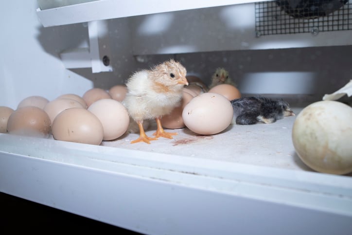 Arm & Hammer addresses lower hatchability rates in poultry industry 