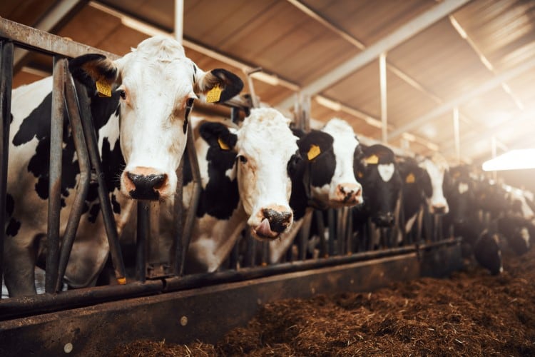 USDA-names-mystery-illness-affecting-US-dairy-cows.jpg