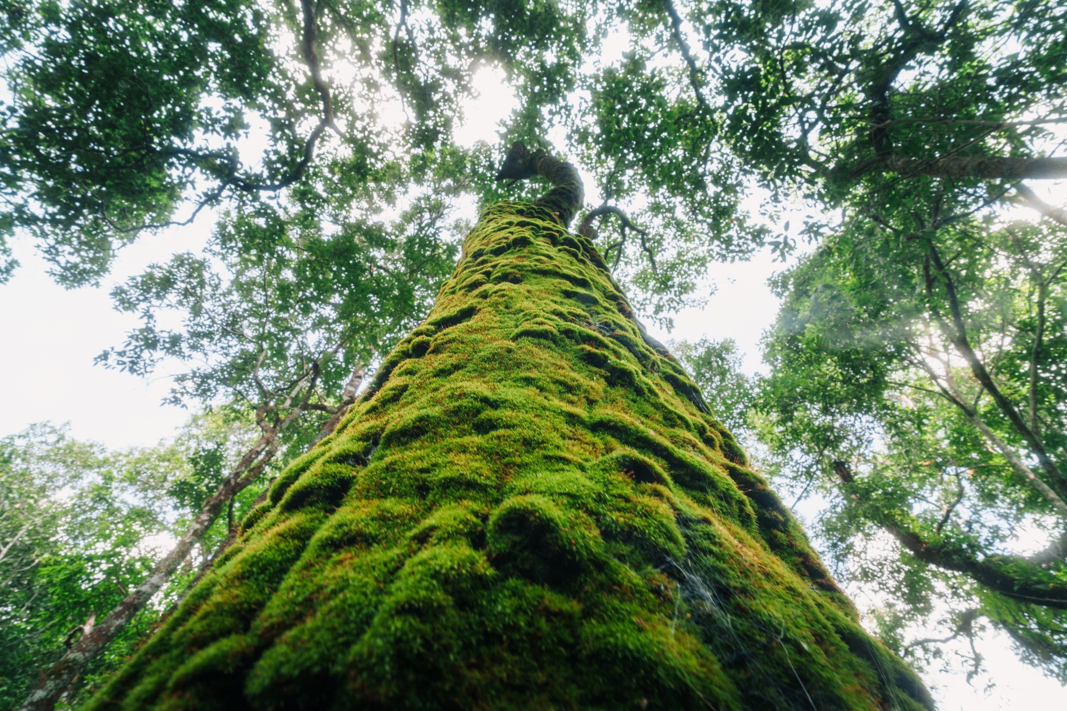 New insurance model hopes to rebuild market trust in carbon credits