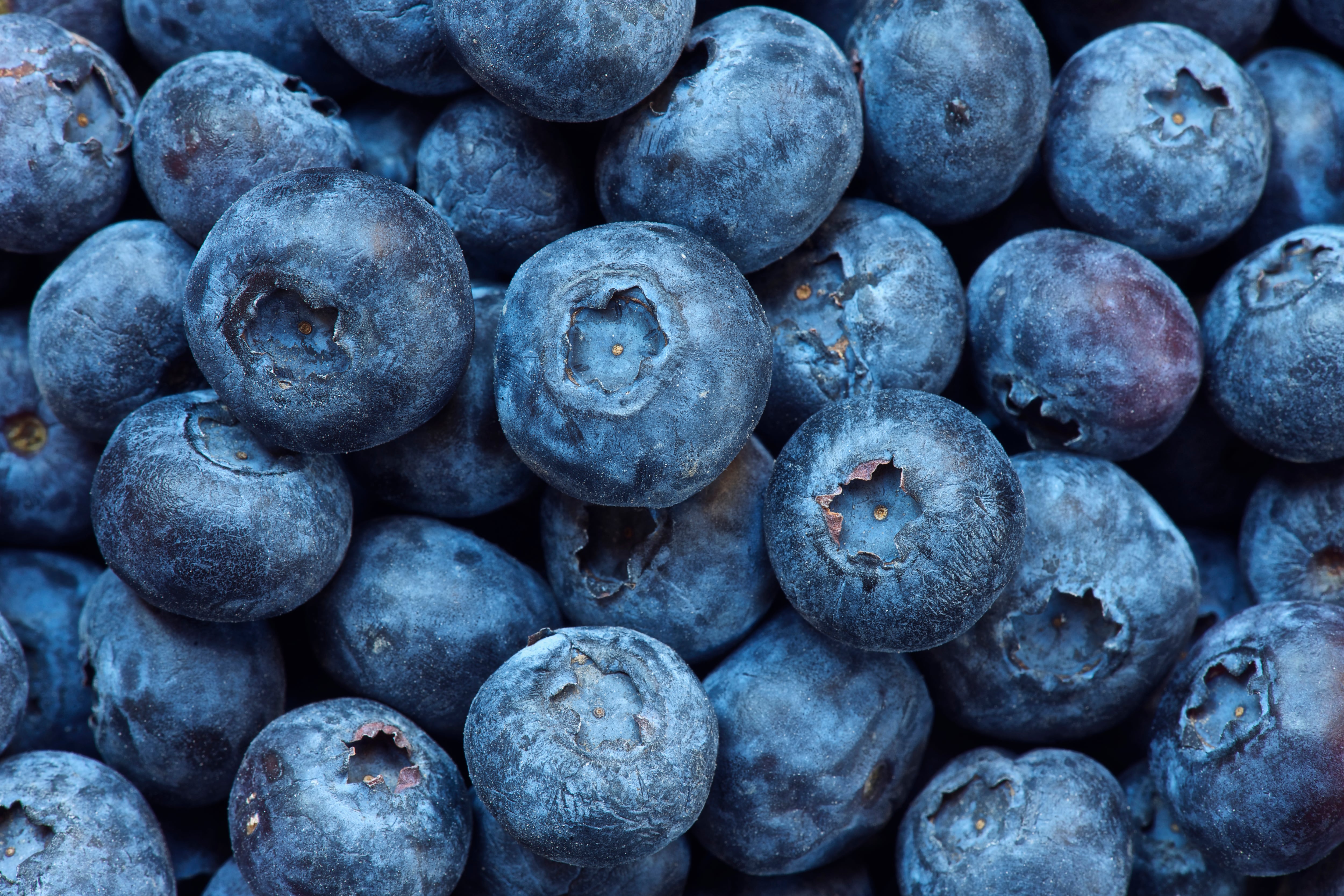 Agrovision harnessing AI, data-driven farming to deliver ‘perfect berries’ all year round