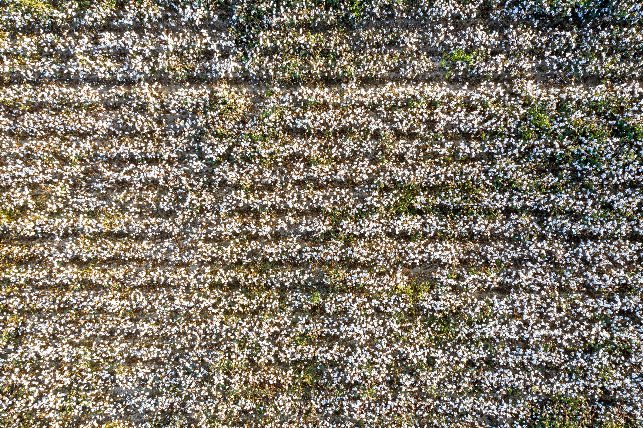 The new registration enables Bayer to launch a herbicide for the 2026 season for use in dicamba tolerant soy and cotton.