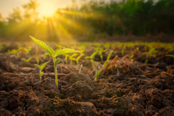 Study-predicts-crop-yields-by-detecting-plant-fluorescence.jpg