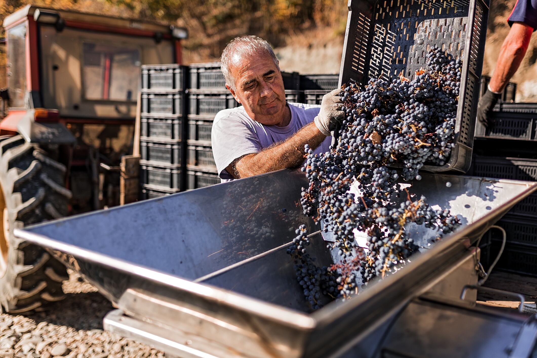 Grape expectations: Could diversification, understanding of heat and water stress help improve wine grape production?