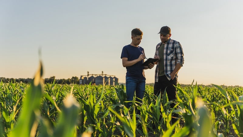 Crop consultants offer vital insight to farmers on what and how to grow their crops.