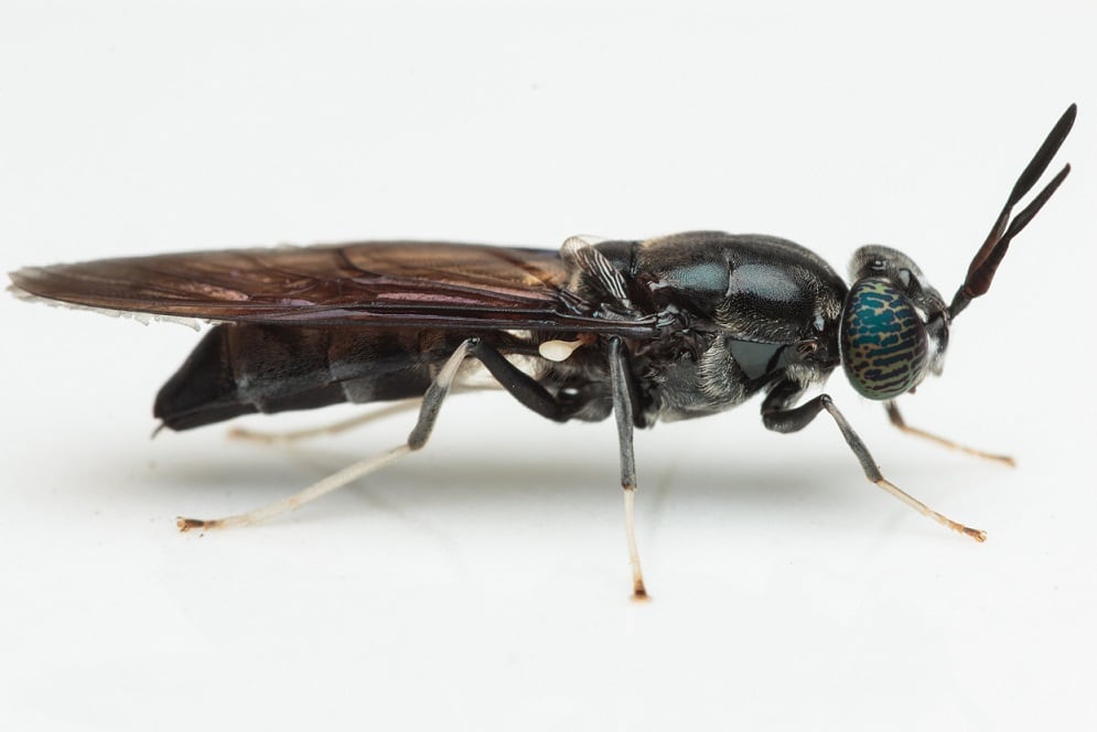 INSEACT-uses-Black-Soldier-Fly-to-bio-convert-agri-waste-to-shrimp-feed.jpg