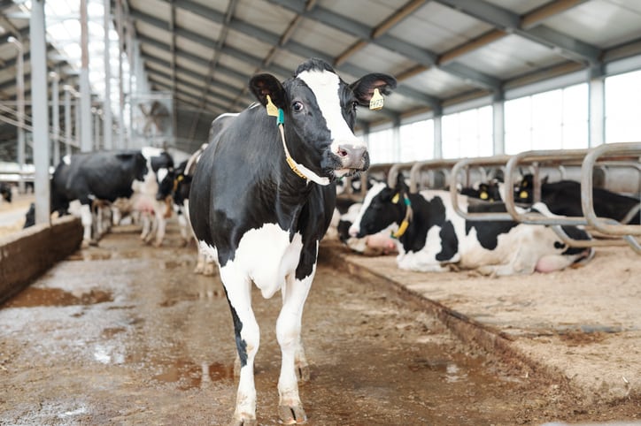 Danish-team-looks-to-seaweed-probiotics-and-other-strategies-to-reduce-methane-output-in-dairy-cows.jpg