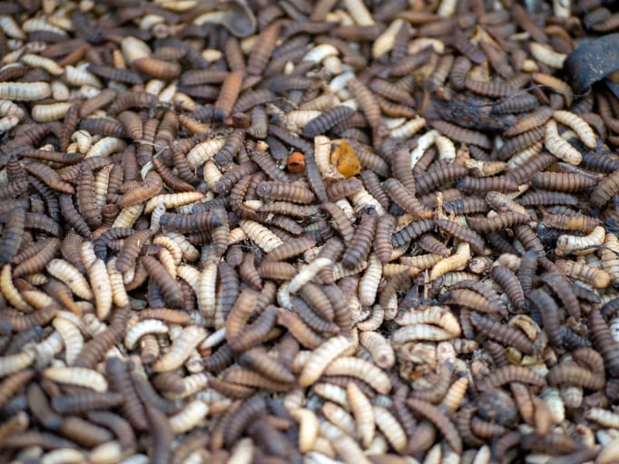 Is insect farming’s ‘green’ image overblown?