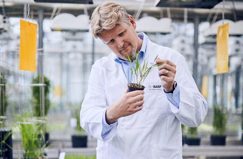 A BASF crop scientist developing a new fungicide as the company positions Agricultural Solutions as a standalone, innovation‑led business.