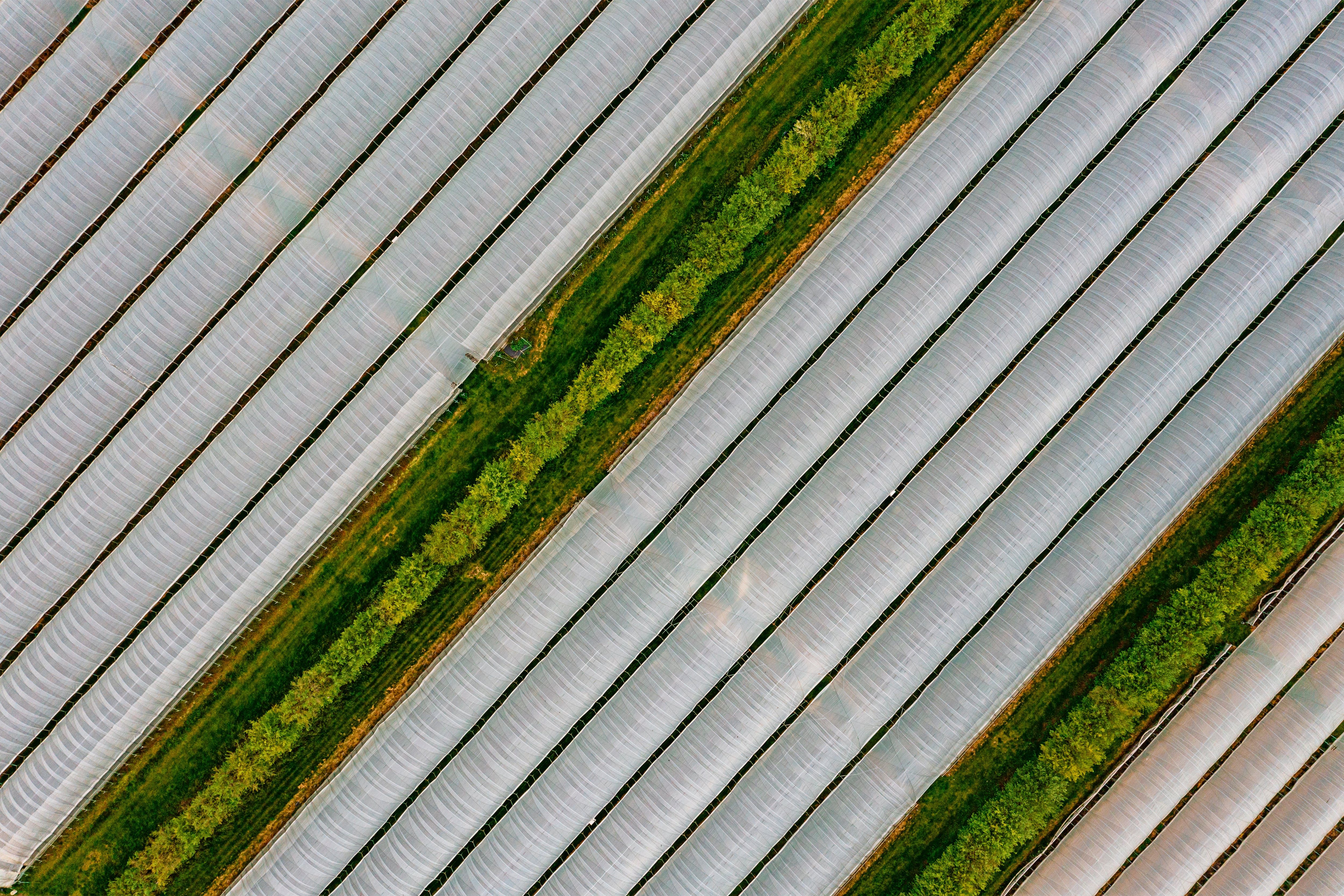 ‘Data is crucial’: Source.ag and Bayer unveil AI partnership to help greenhouse growers boost yields