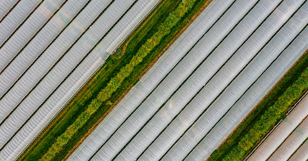 Source.ag and Bayer unveil AI partnership to help greenhouse growers ...