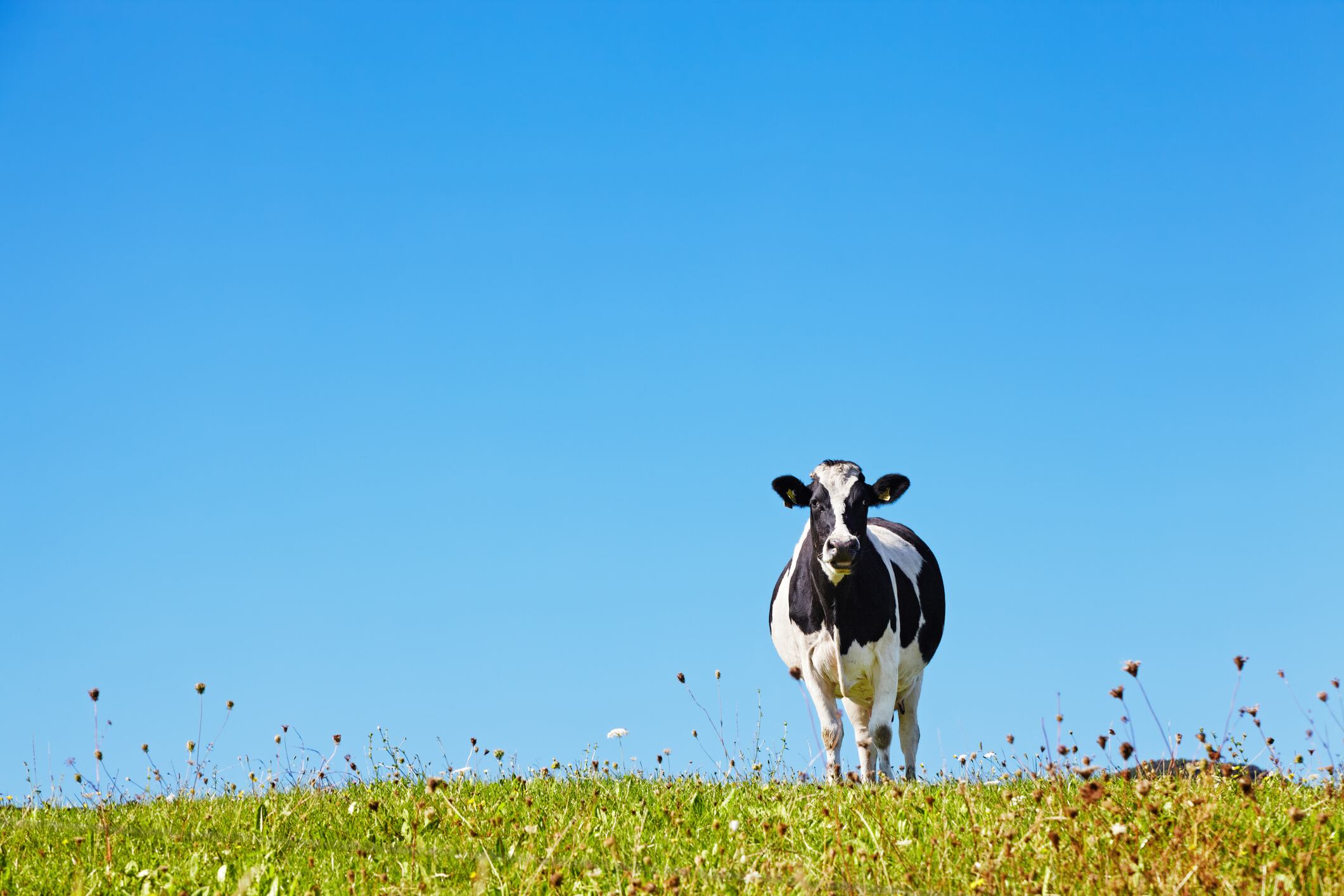 Lonely cow on the meadow against blue sky background