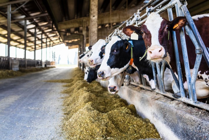 Italian trials show Bovaer achieved close to 50% methane reduction in dairy cows
