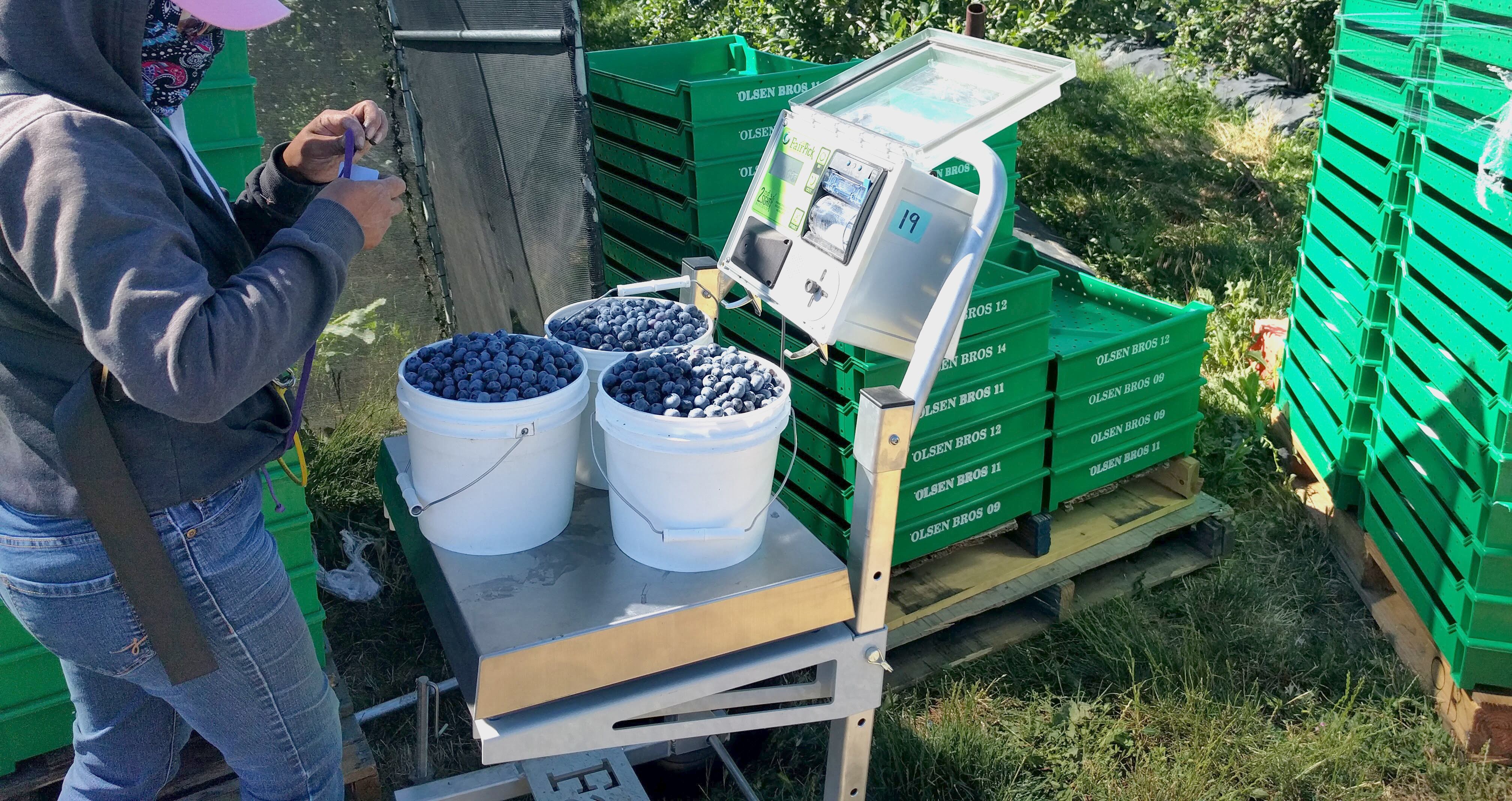 A farm worker weighs their blueberry harvest using 2nd Sight’s FairPick automated harvest scale system. Under a recently announced acquisition deal, 2nd Sight’s agricultural labor tracking and inventory hardware and software platform has joined Innov8.ag’s innovation ecosystem of industry-proven, data-enabled technologies for growers and agribusinesses