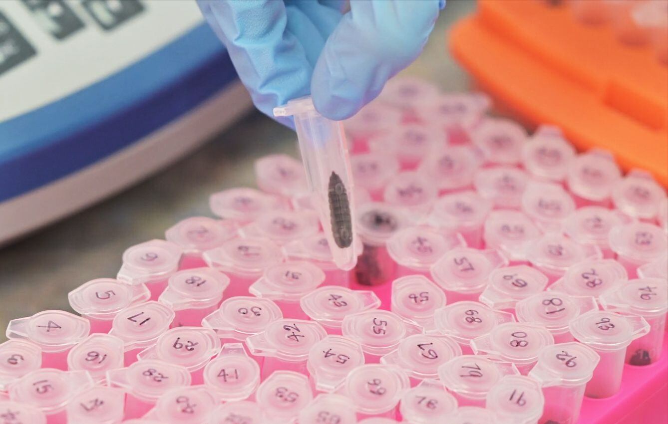 Insect protein: Bühler teams ups with BSF genetics specialist