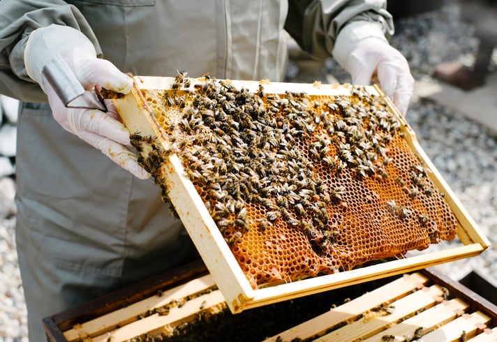 World’s first’ honeybee vaccine approved 