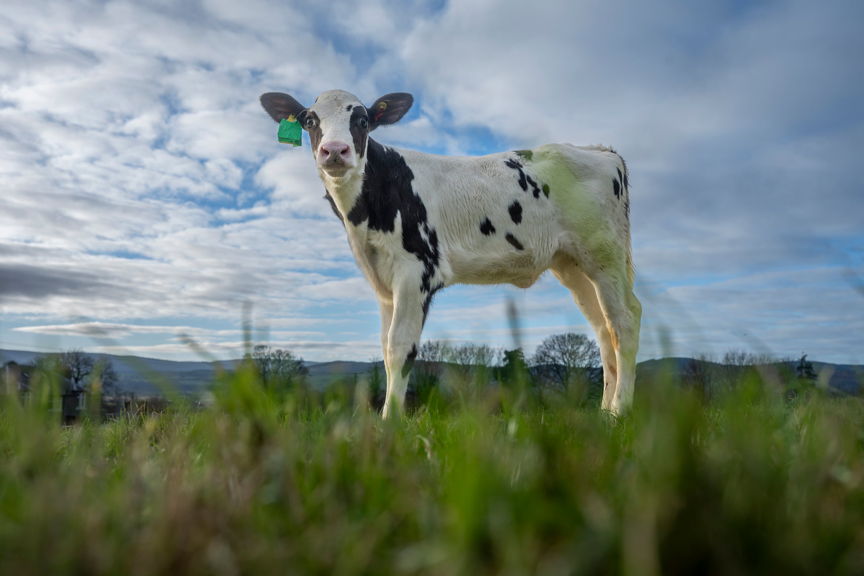 By using IVF technology, researchers can accelerate the breeding of cows that produce less methane while maintaining productivity, thus helping to reduce the environmental impact of the dairy industry.