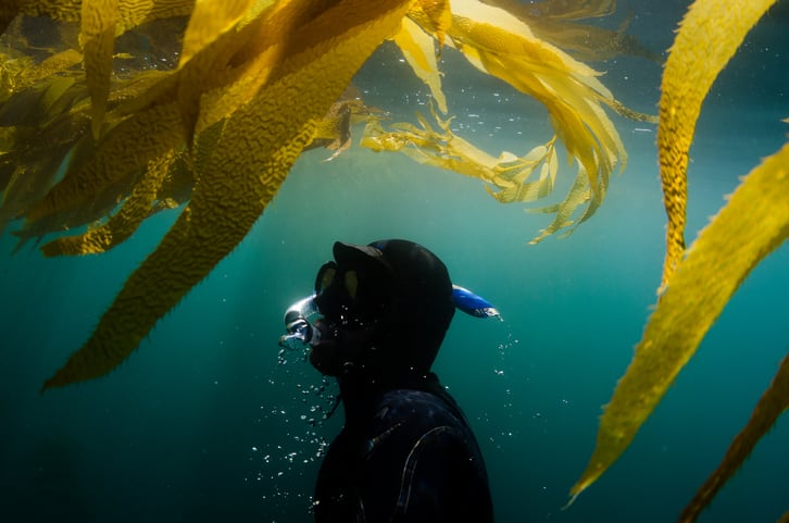 Can the seaweed resurgence survive the bottlenecks?