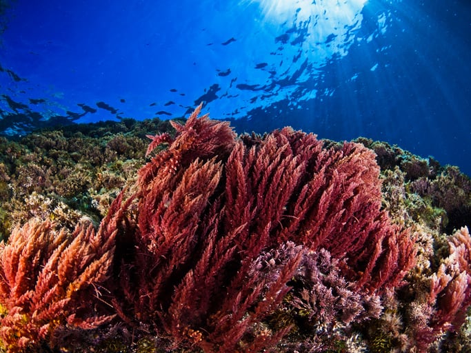Sustainability, scale and speed in seaweed: CH4 Global touts scalable approach to combat climate change