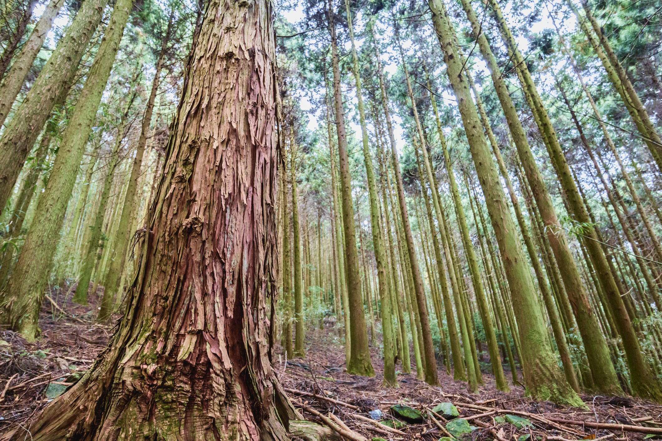 The device has provided the first direct proof of stomatal-mediated sugar uptake in Japanese cedar leaves, the scientists say.