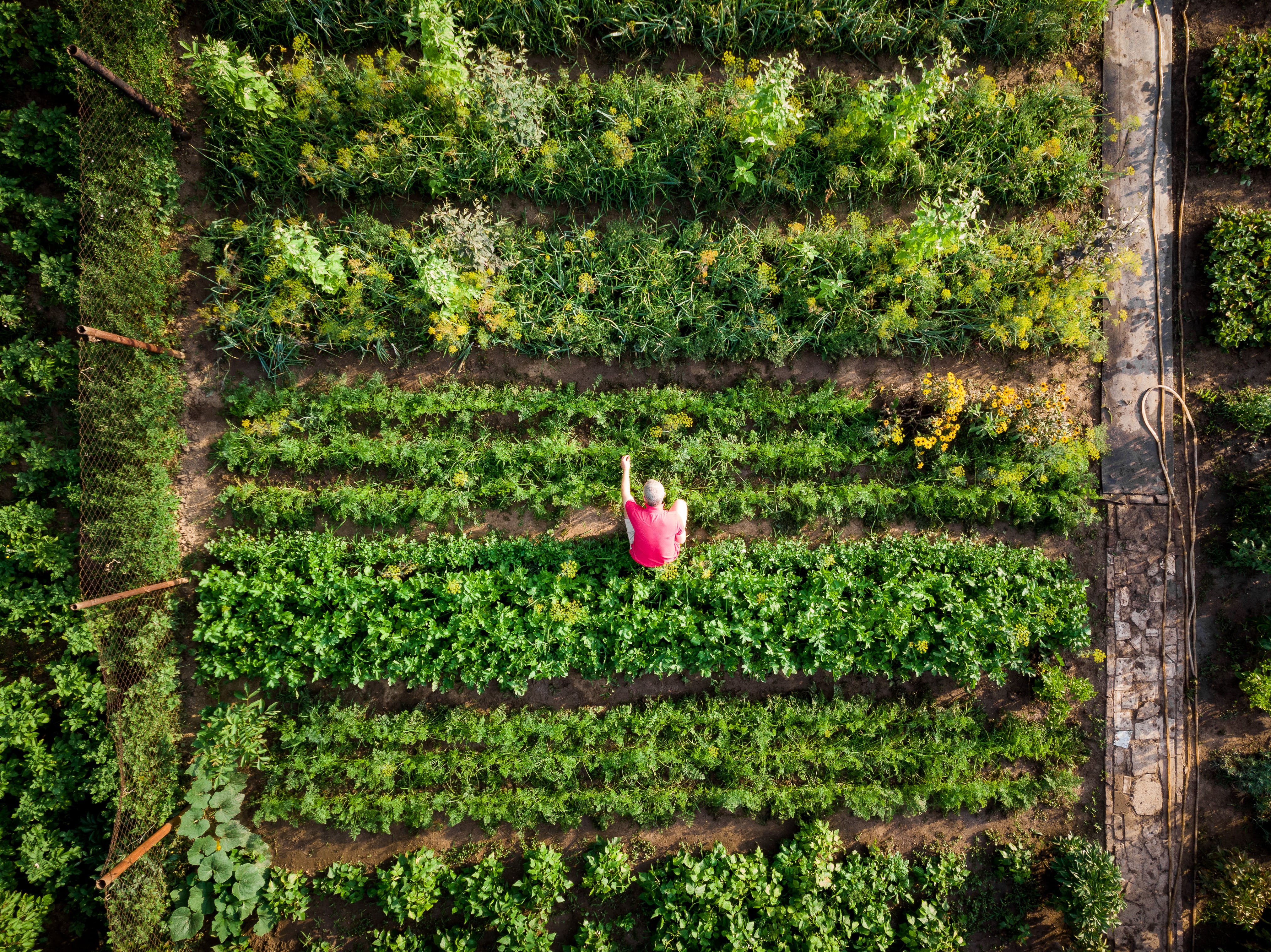 Can Henry Dimbleby’s Bramble Partners help make the UK healthy ?