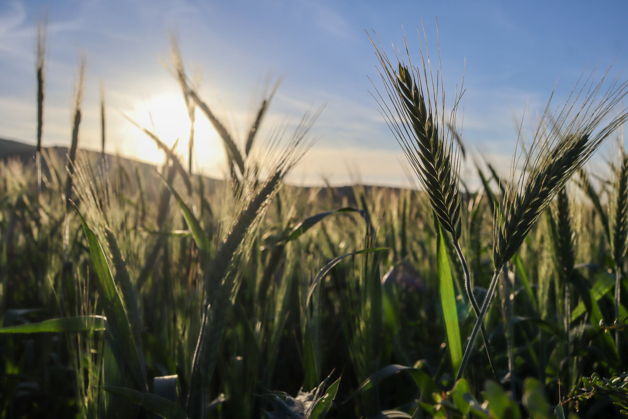 A genetic lifeline for global wheat? With wheat supplying around a fifth of humanity’s calories, researchers say the implications extend well beyond North Africa.