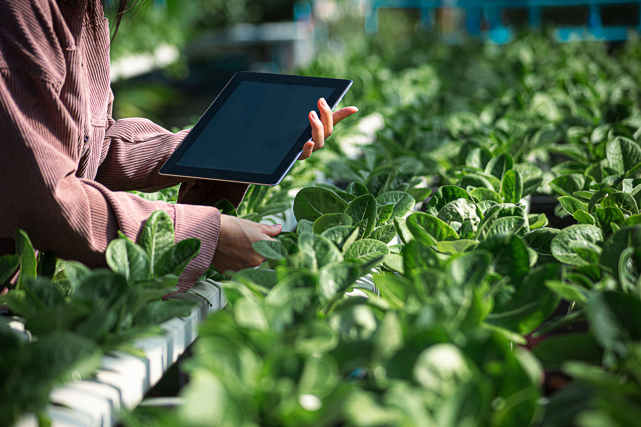 AI to the farm: Nine start-ups join UK accelerator to reinforce agri-food supply chains