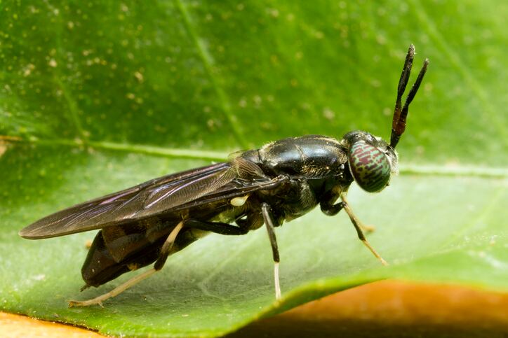 GettyImages-black-soldier-fly.jpg